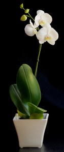 orchid1
